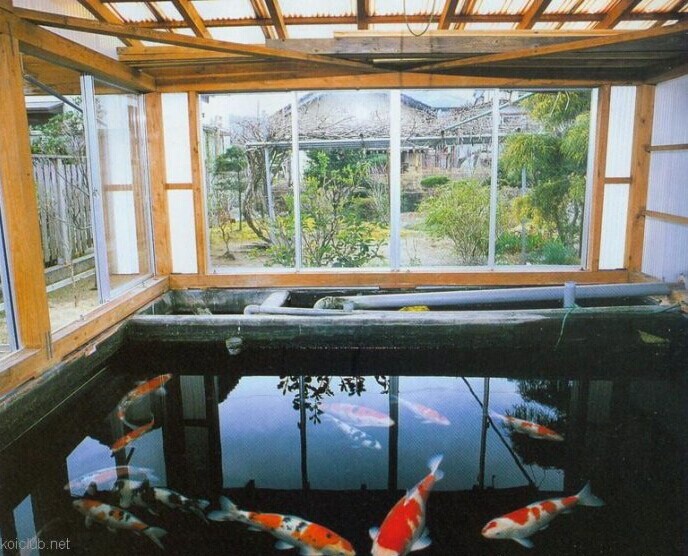 室外錦鯉池